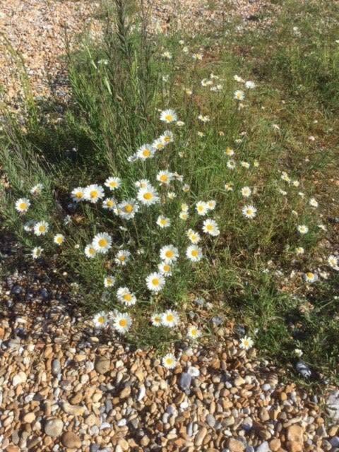 Mariner'S Cottage - On Kingsdown Beach ディール エクステリア 写真